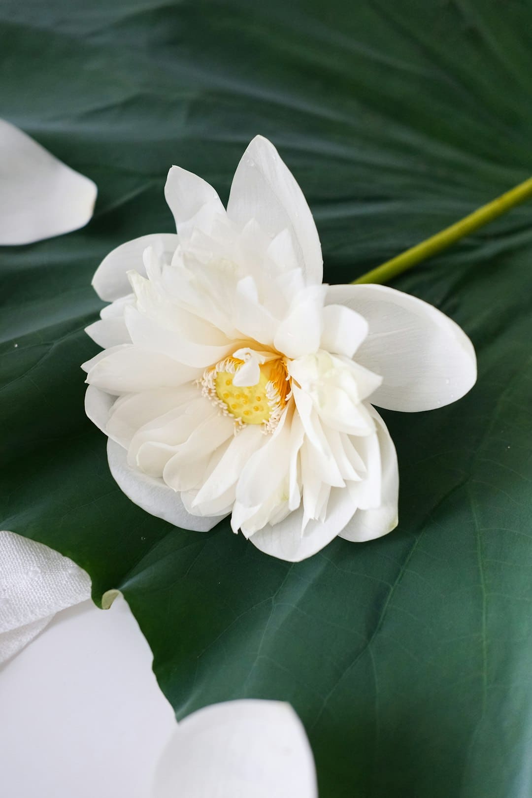 宋佳露脸《快本》   重逢《一年级》马皓轩惊喜落泪